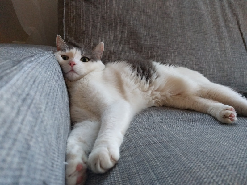9lb Cat takes up entire sofa with a smoosh face. Verdict: 4/10